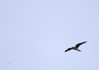 Common Nighthawk 9550